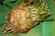 Celery Root